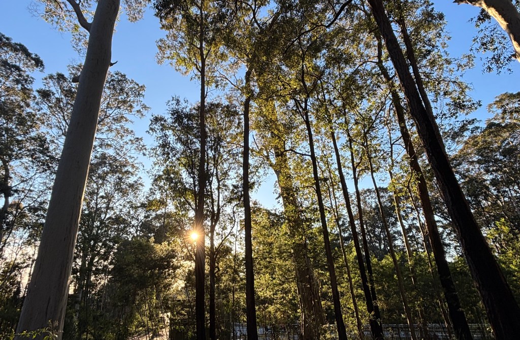 🇦🇺 From Forest Camp to Ulladulla: Flowers, Friends, and a New Start